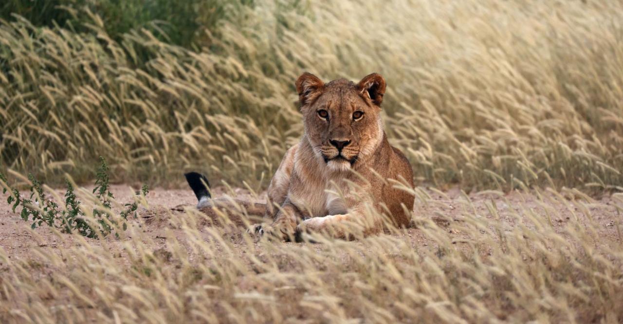 Hobatere Lodge Otjovasandu Esterno foto