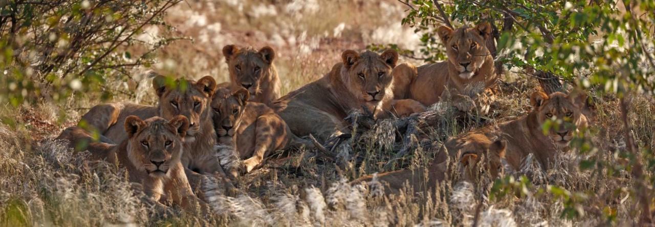 Hobatere Lodge Otjovasandu Esterno foto