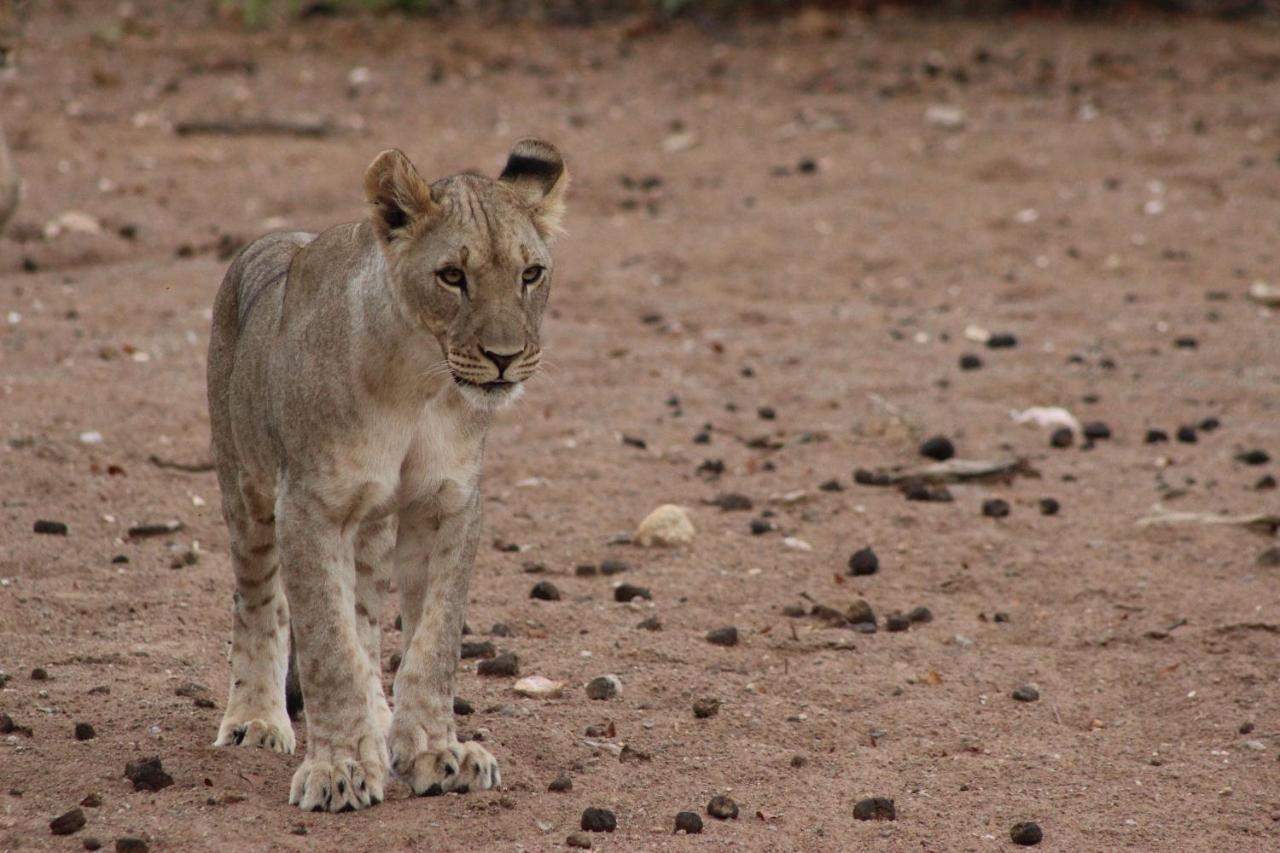 Hobatere Lodge Otjovasandu Esterno foto